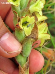 Dichromanthus michuacanus