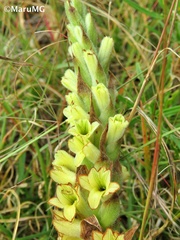 Dichromanthus michuacanus