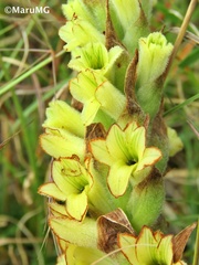 Dichromanthus michuacanus