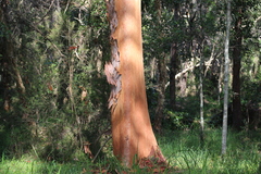 Angophora leiocarpa