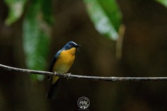 Cyornis whitei