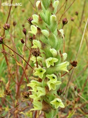 Dichromanthus michuacanus