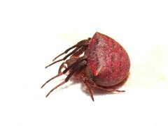 Araneus cyrtarachnoides