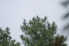 Psittacula alexandri