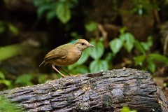 Hydrornis nipalensis