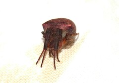Araneus cyrtarachnoides