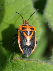 Agonoscelis rutila