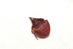 Araneus cyrtarachnoides