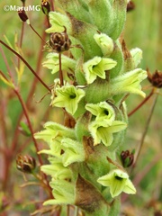 Dichromanthus michuacanus