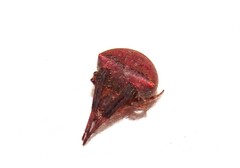 Araneus cyrtarachnoides