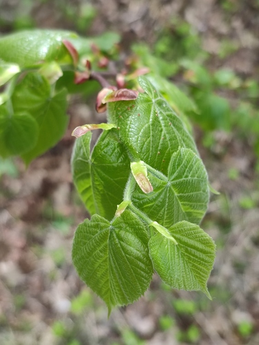 Didžialapė liepa nuotrauka