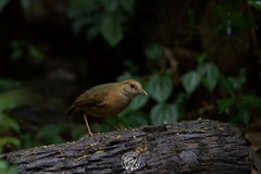 Hydrornis nipalensis