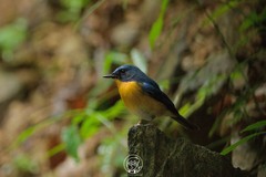 Cyornis whitei