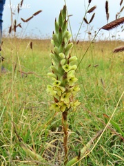 Dichromanthus michuacanus