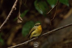 Cyornis whitei