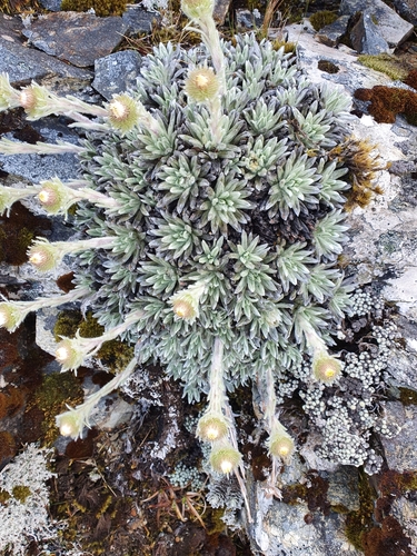 Image of Celmisia macmahonii by (c) Danielle Munster, some rights reserved (CC BY)