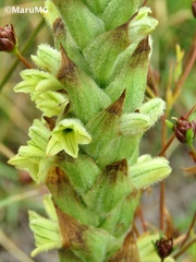 Dichromanthus michuacanus