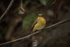 Cyornis whitei
