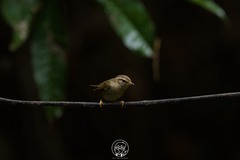 Phylloscopus schwarzi