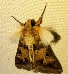 Melipotis agrotoides