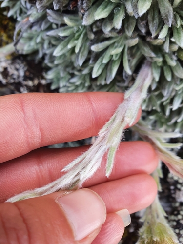 Image of Celmisia macmahonii by (c) Danielle Munster, some rights reserved (CC BY)