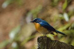 Cyornis whitei