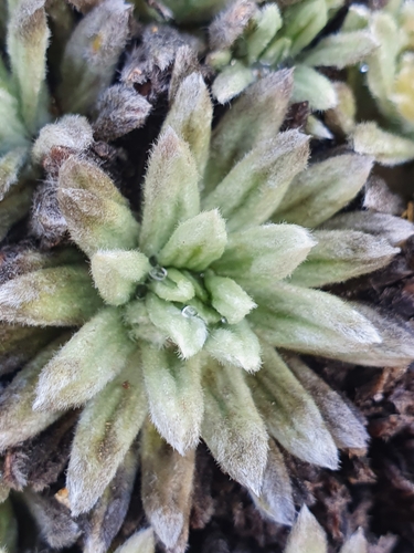 Image of Celmisia macmahonii by (c) Danielle Munster, some rights reserved (CC BY)
