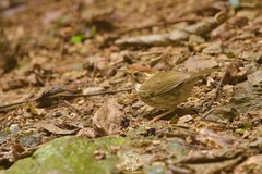 Pellorneum ruficeps