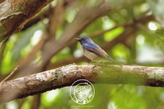 Cyornis hainanus