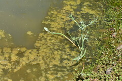 Eryngium corniculatum