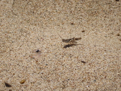 Trimerotropis maritima