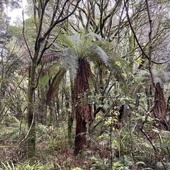 Dicksonia fibrosa
