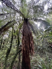 Dicksonia fibrosa