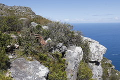 Tarchonanthus littoralis