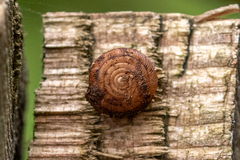 Oestophorella buvinieri