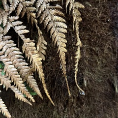 Dicksonia fibrosa