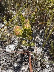 Aspalathus aspalathoides