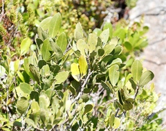 Olea capensis capensis