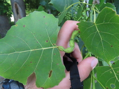 Pemphigus populitransversus