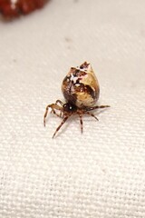 Phoroncidia sextuberculata