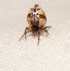 Phoroncidia sextuberculata