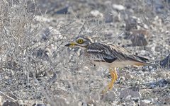 Burhinus oedicnemus