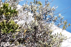 Tarchonanthus littoralis