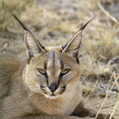Caracal caracal