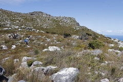 Mimetes fimbriifolius