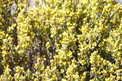Aspalathus ericifolia ericifolia