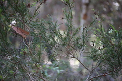 Melaleuca nodosa