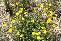 Potentilla grandiflora