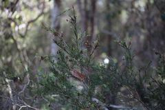 Melaleuca nodosa