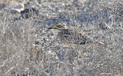 Burhinus oedicnemus